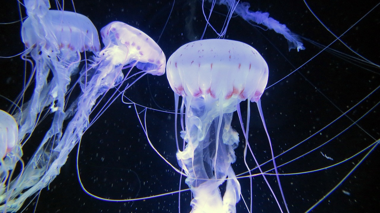 海绵宝宝手机壁纸，带你进入海底世界的奇幻之旅