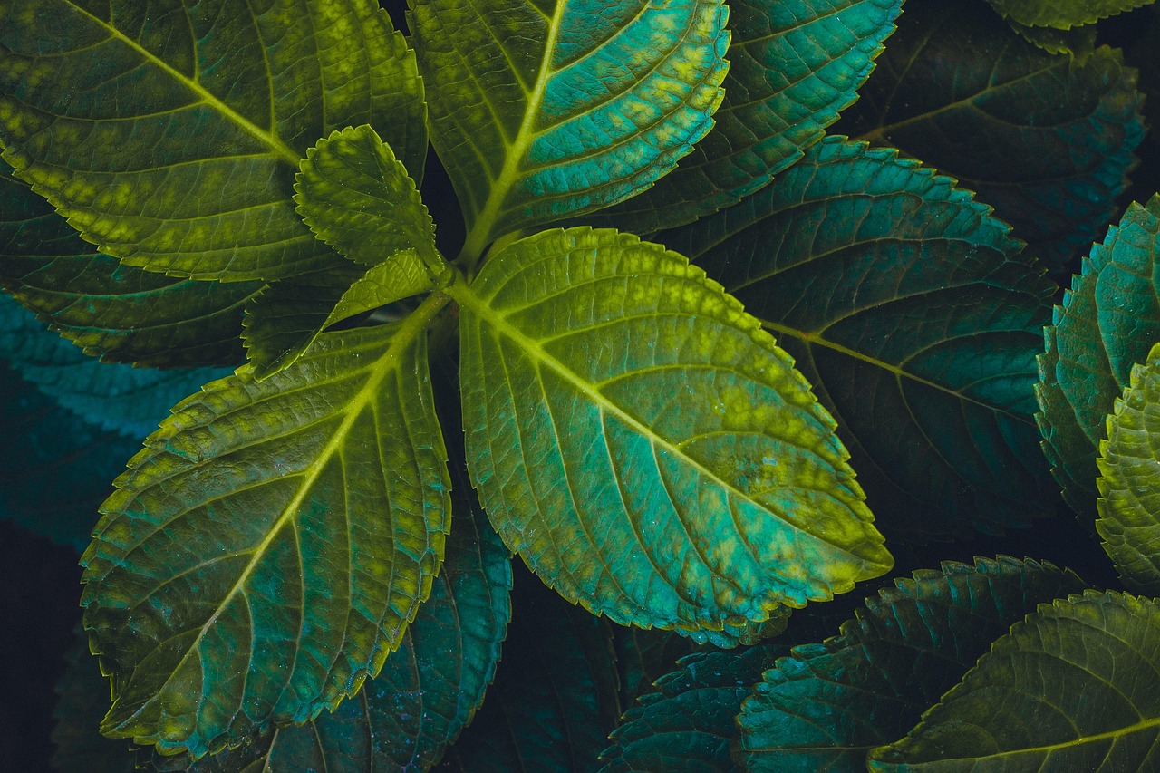 绿色护眼图片—手机壁纸的新选择